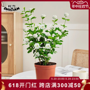 开花好养花卉植物室内花 重瓣虎头茉莉花盆栽老桩浓香型带花苞四季