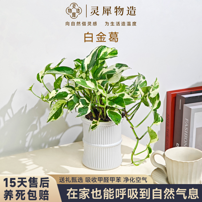 白金葛客厅办公室观叶净化空气