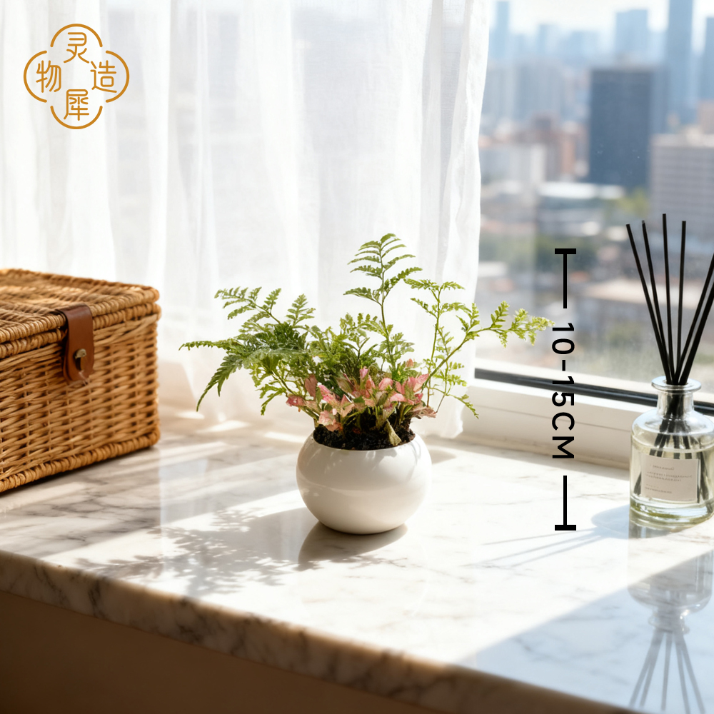 红网纹草狼尾蕨桌面小绿植盆栽