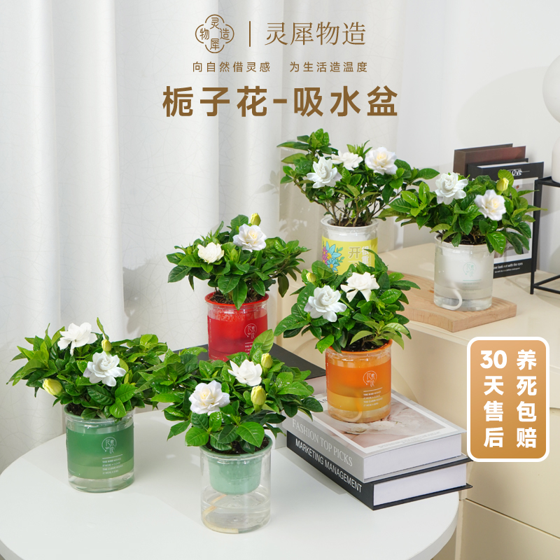 栀子花盆栽室内客厅好养