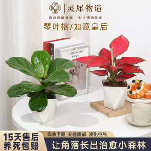 【灵犀物造】琴叶榕盆栽北欧jins风室内办公室装饰网红植物花卉