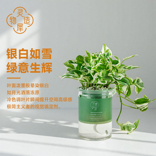 【灵犀物造】小型水培白金葛盆栽简约ins风吸醛植物室内桌面绿植