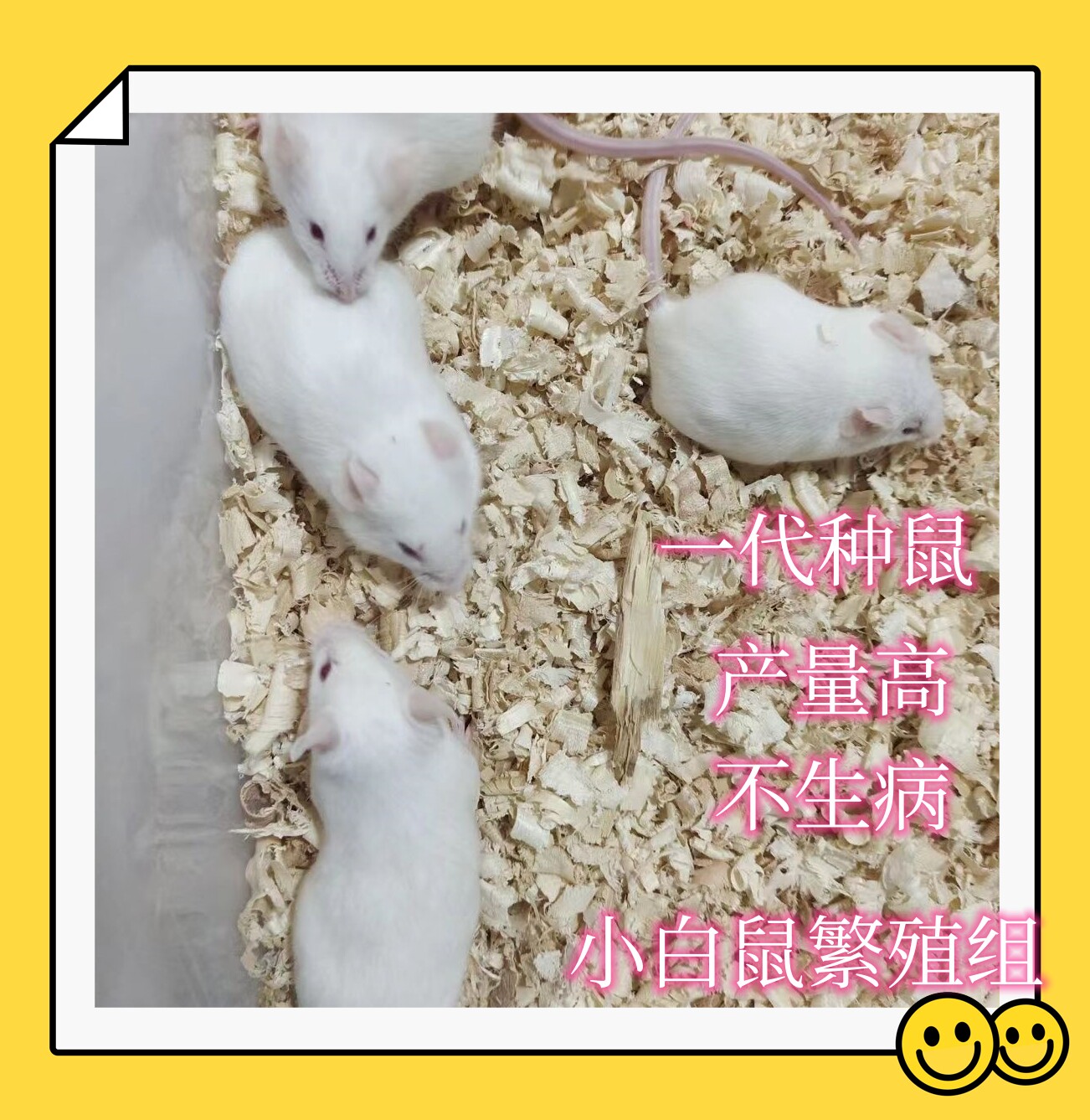 鲜活小白鼠乳鼠人工养殖宠物蛇饲料亚成繁殖组小白鼠繁殖组