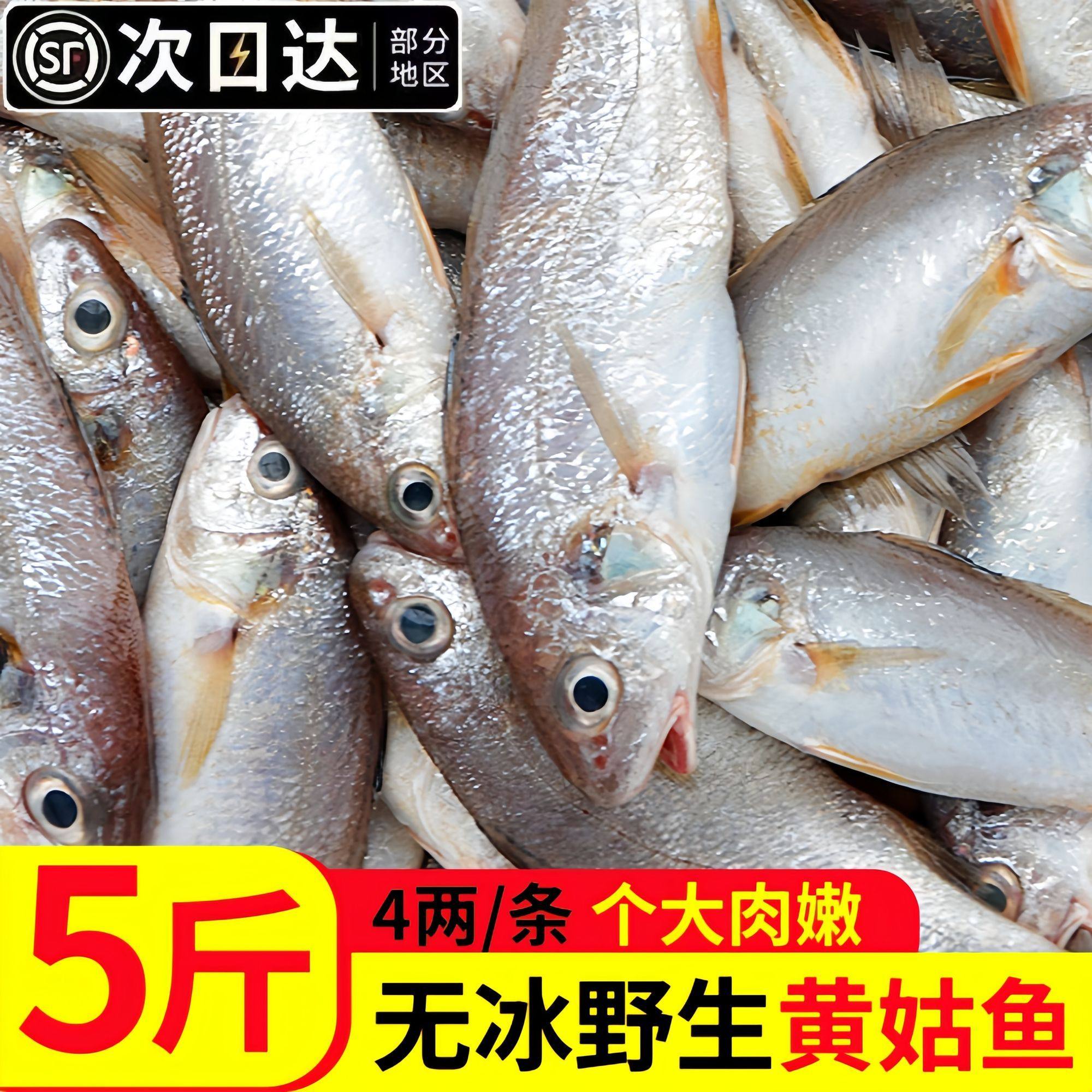 黄姑鱼新鲜冷冻大号黄姑子鲜活小黄姑鱼春子鱼海鲜水产鱼类批发