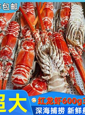 红龙虾鲜活超大新鲜海捕角脊龙虾非澳洲小青龙海鲜水产花龙虾商用