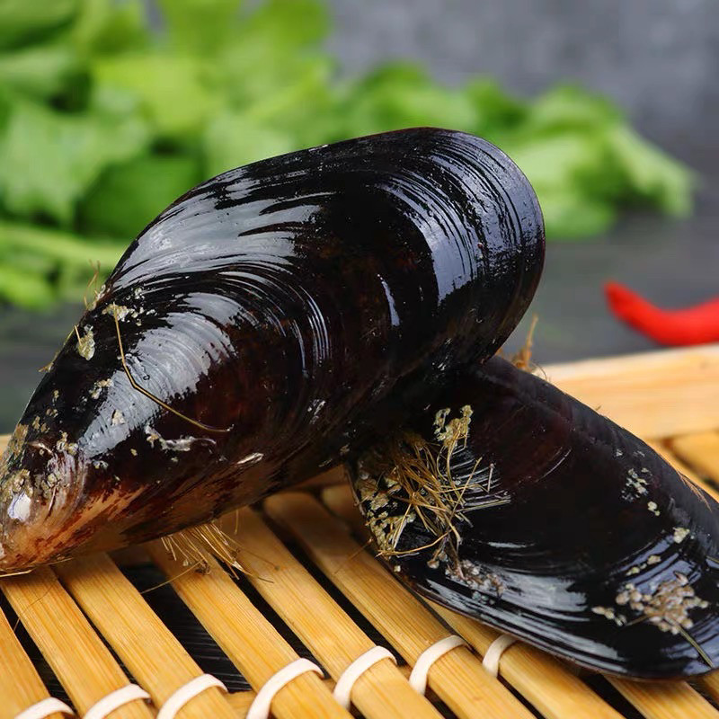 水产鲜活青口贝新鲜大海虹野生淡菜贻贝连云港海鲜贝