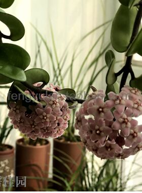 卷叶球兰Hoya compacta albomarginata ' regalis '