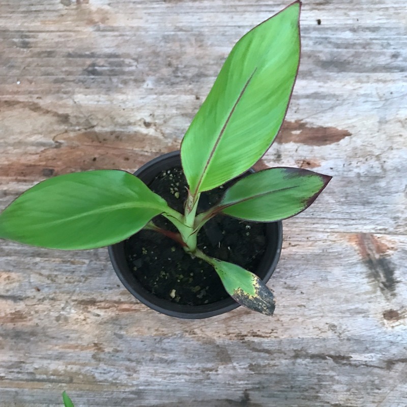 红象腿蕉ensete ventricosummaurelii 庭院植物 香蕉树