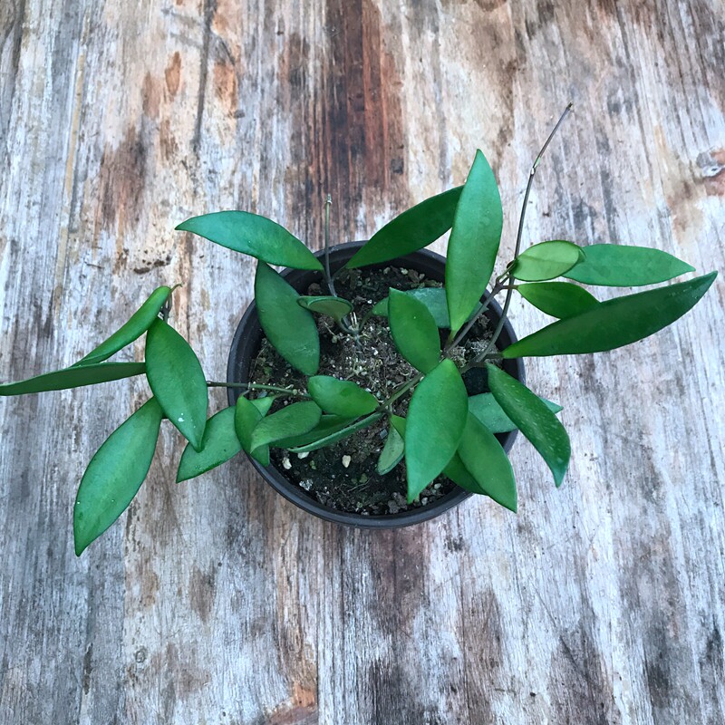 戴维德球兰 hoya davidcummingii