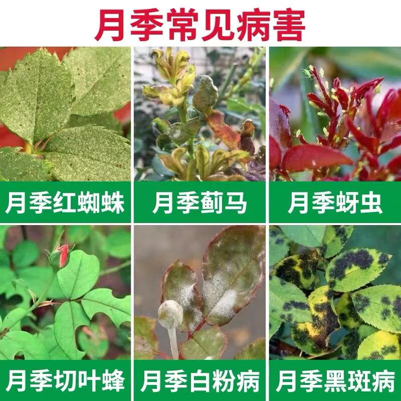 月季花常用药红蜘蛛 蚜虫 白粉 黑斑病专用花药杀菌药 花卉用药