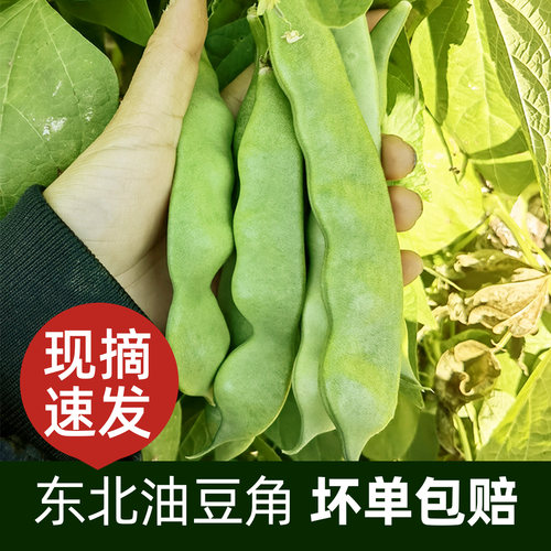 东北笨油豆角现摘现发坏单包赔