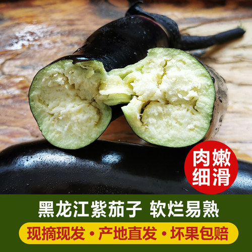 东北紫茄子现摘现发坏单包赔