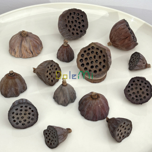 莲蓬干花头天然diy永生花家居名宿禅意装 饰品摆拍摄影道具