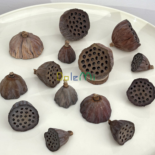 莲蓬干花头天然永生花装饰品