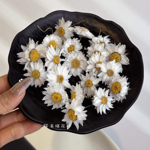 鲁丹鸟小雏菊干花小清新花材