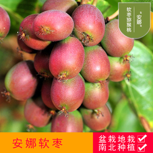 安娜软枣猕猴桃树苗盆栽地栽南方北方种植红软枣子果树苗当年结果