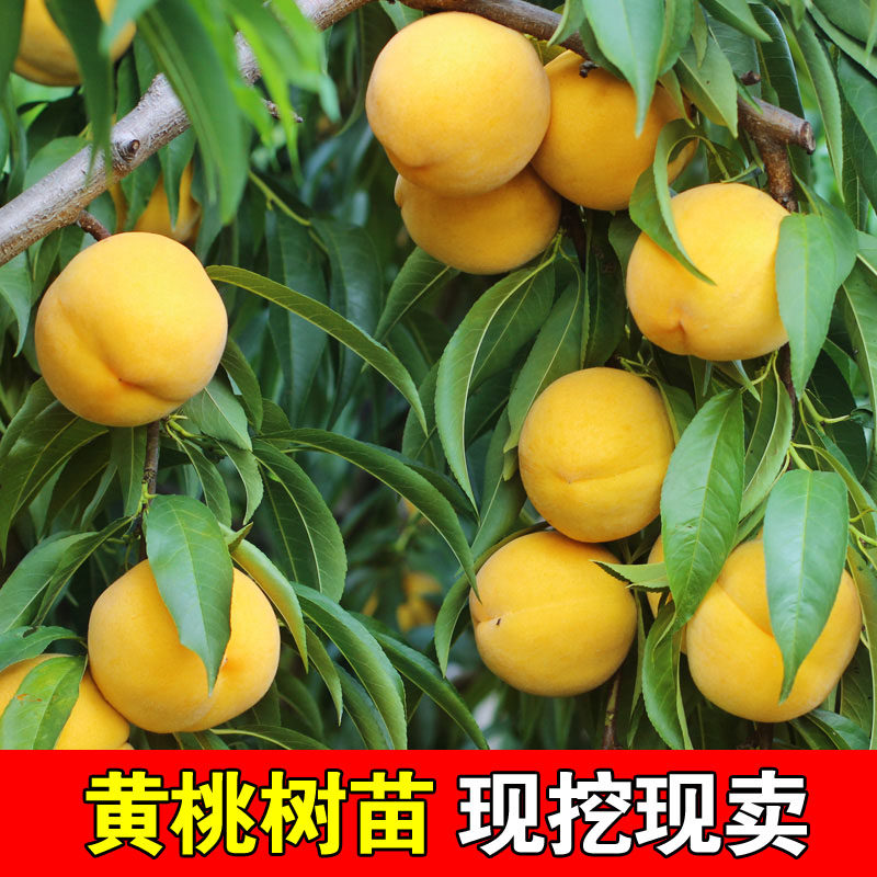 锦绣黄桃树苖嫁接果树苗新品种黄桃树苗桃苗果大香甜黄桃果树果苗