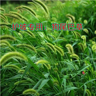 狗尾巴草种狗尾草籽多年生耐旱草种护坡杂草园林绿化观赏草种