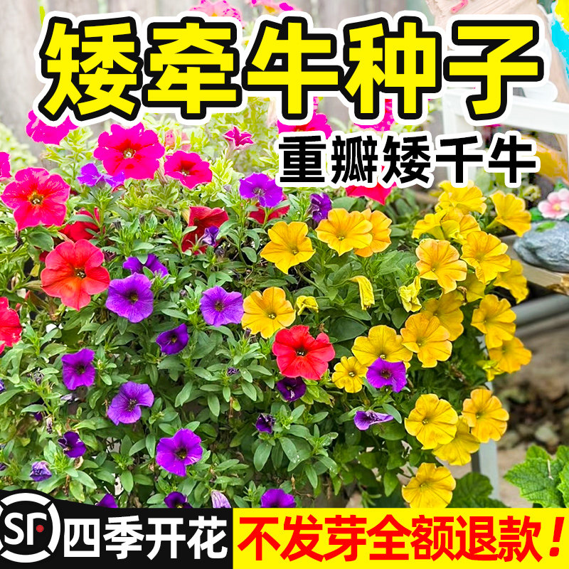 重瓣矮牵牛种子四季播种室内阳台垂吊盆栽喇叭花庭院爬藤花籽孑
