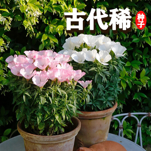 古代稀花籽一年四季都开花易活秋天种的花适合种院子里的花种子