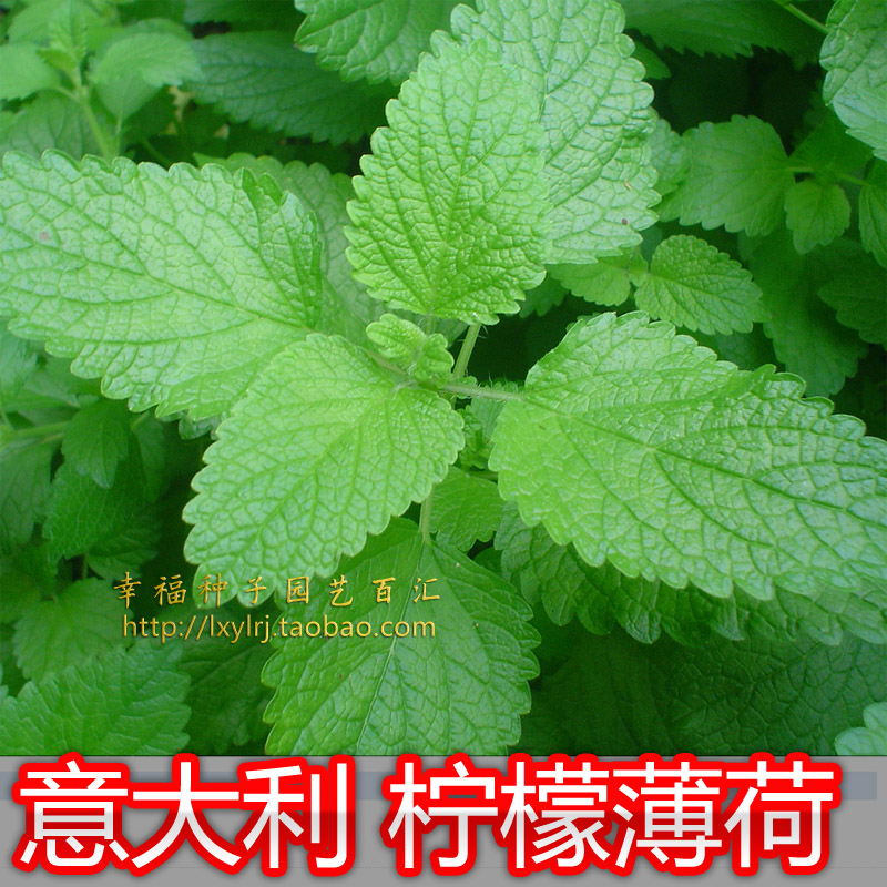 【柠檬薄荷种子】 柠檬香蜂草  泡茶香草种子阳台盆栽