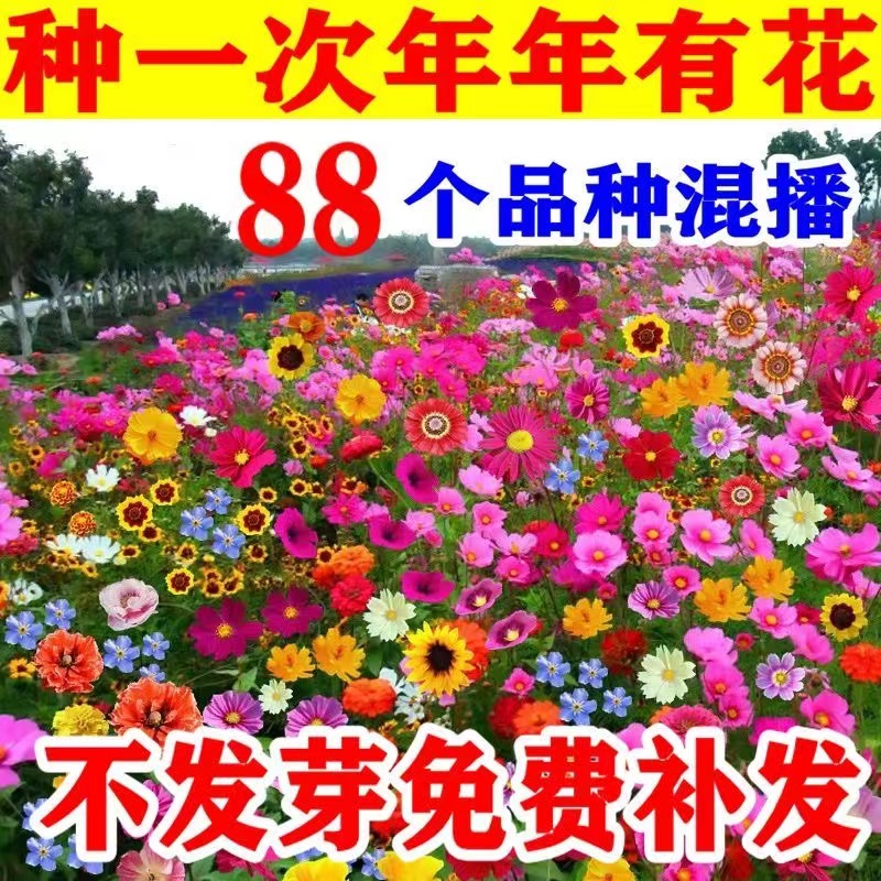 耐寒矮生野花组合花种子四季开花庭院室外阳台花籽子百日草波斯菊