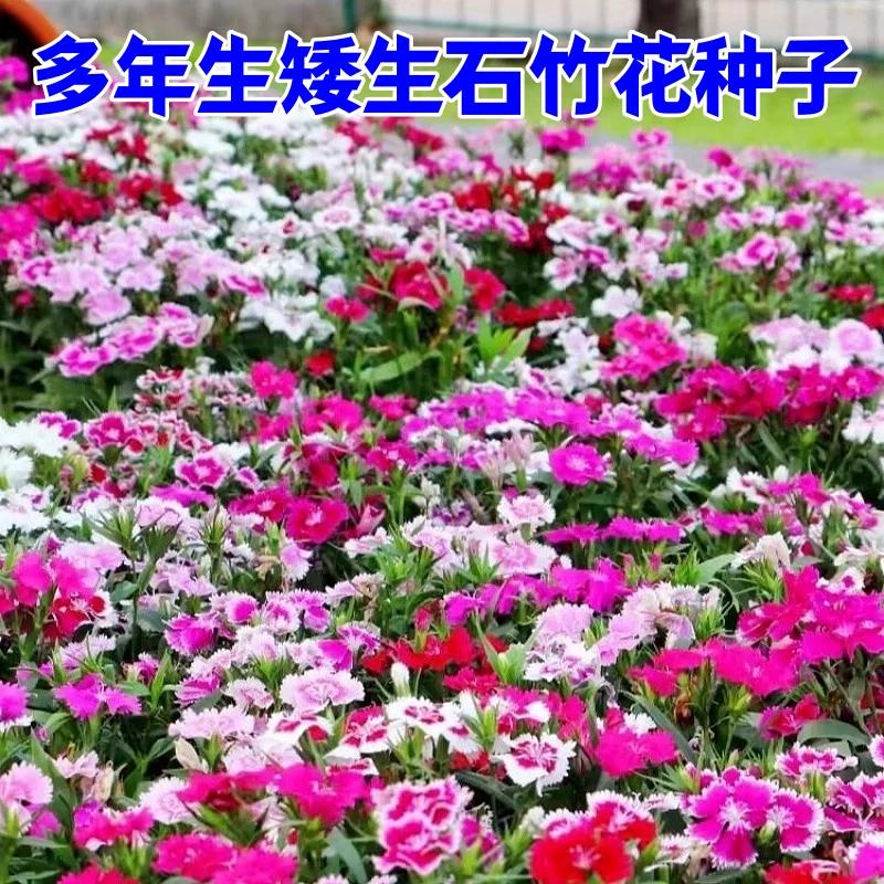 五彩石竹花种籽子四季播种开花耐寒常夏欧石竹花籽多年生矮花种子