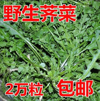 纯野生荠荠菜种子特菜野菜种子