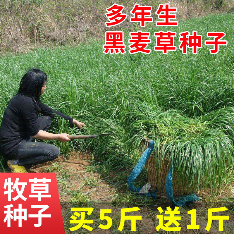 牧草种子黑麦草鱼草耐寒耐旱高产