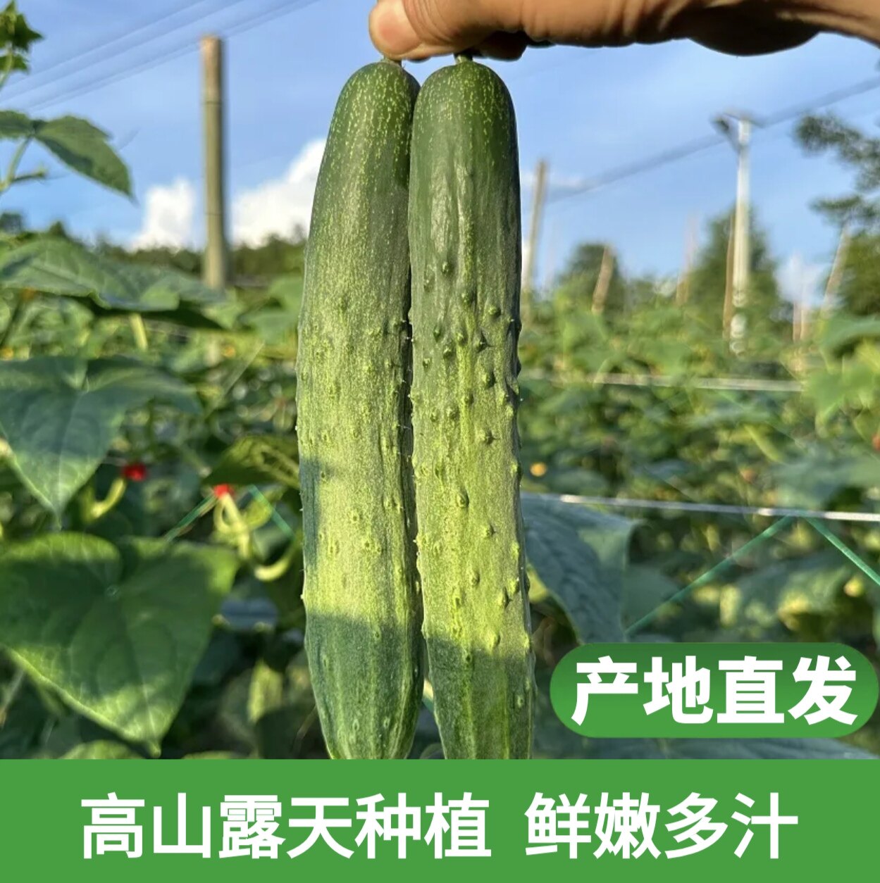 恩施利川本地高山旱黄瓜农家自种老品种现摘现发脆嫩生吃3斤5斤