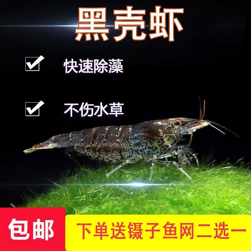 鱼缸黑壳虾水草清洁除藻工具超大虾