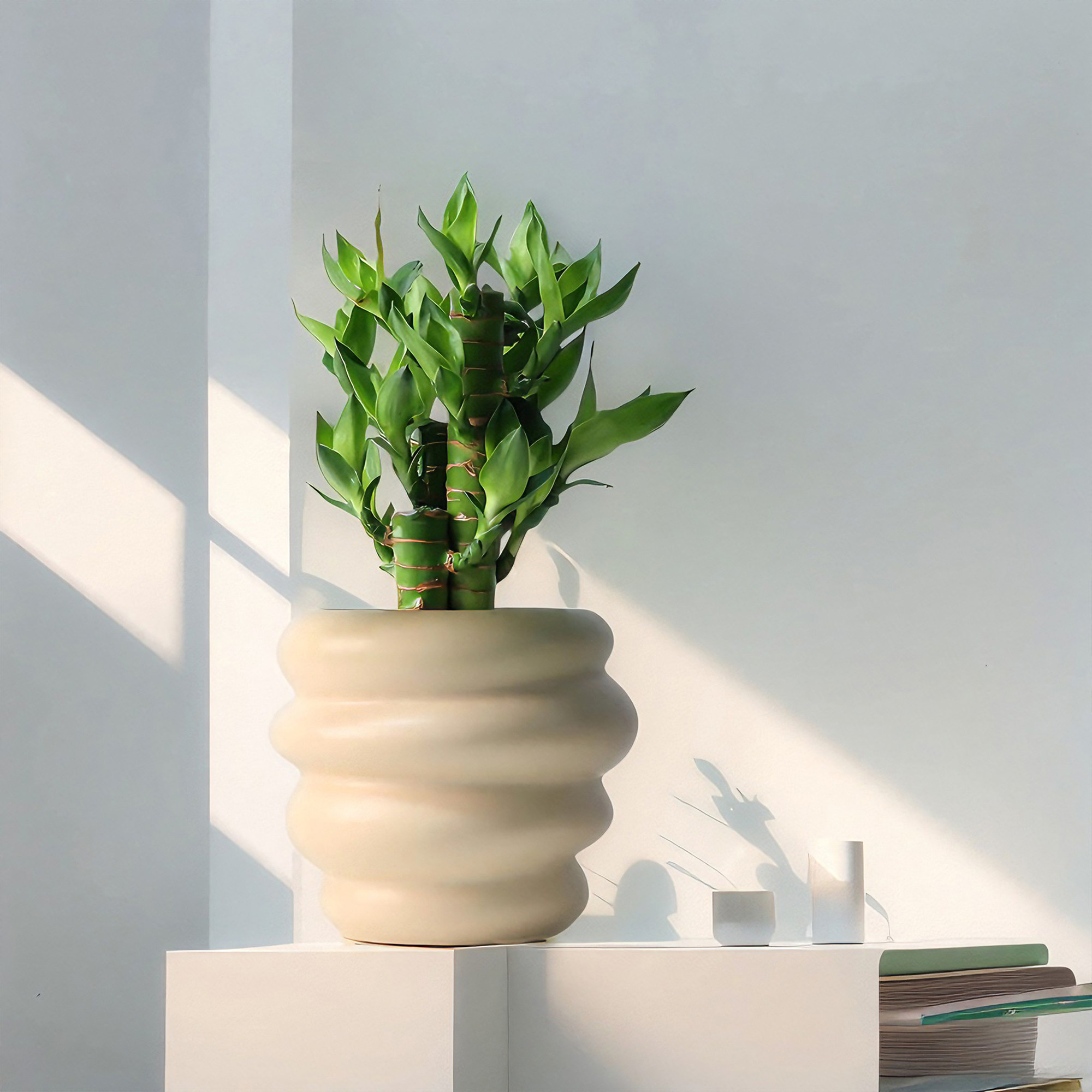 a级富贵竹室内植物节节高桌面绿植好养步步高花卉文昌竹客厅盆栽