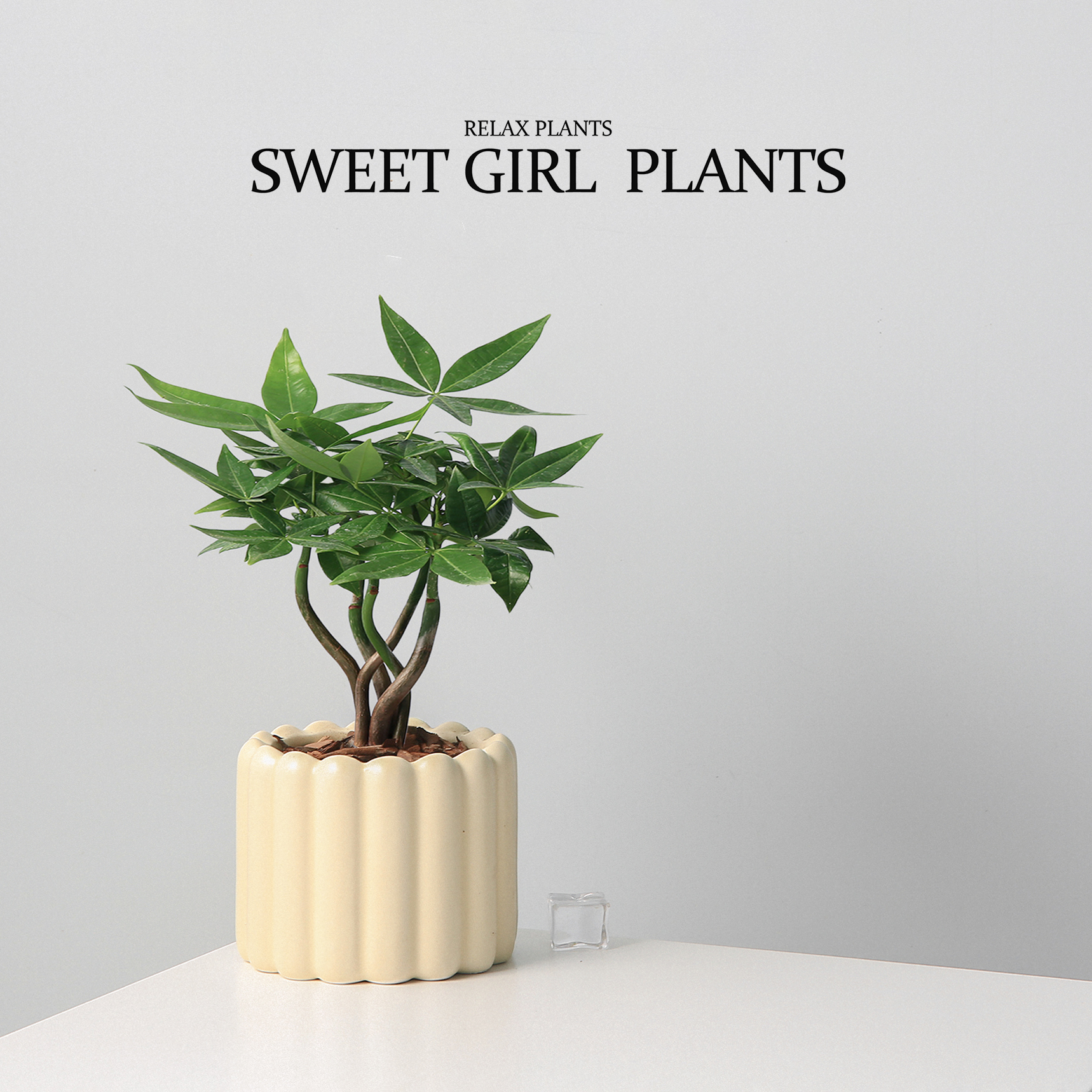 发财树办公桌盆栽植物