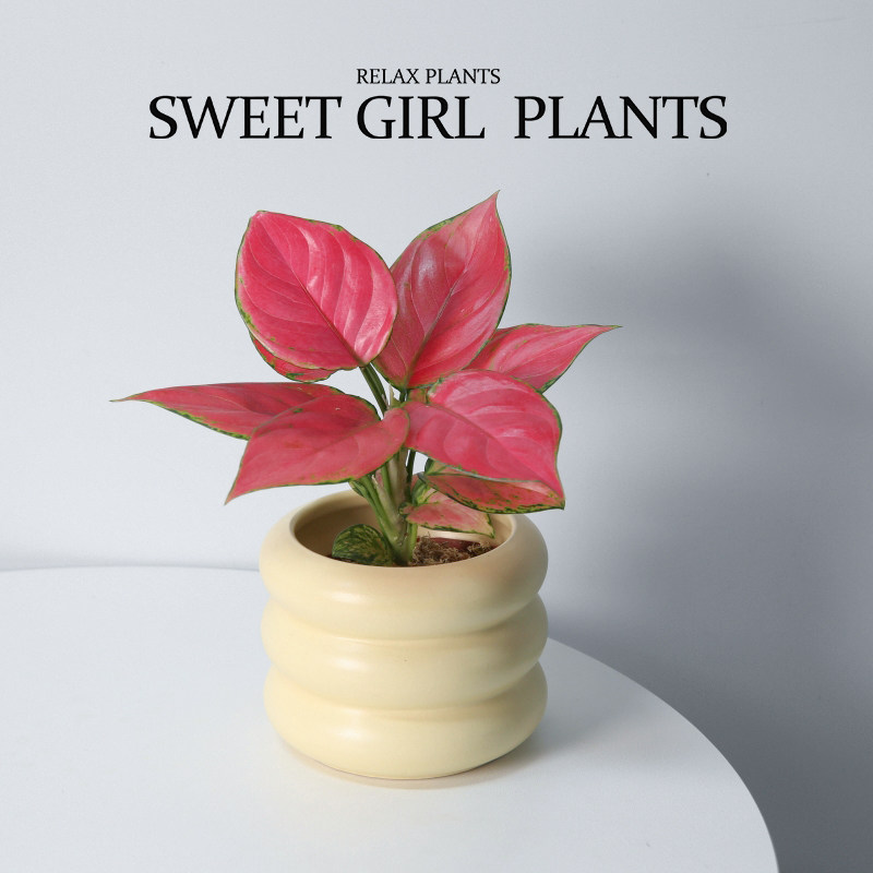 【奶油系绿植】吉利红粗肋草 绿植花卉盆栽 喜阳植物寓意吉祥如意