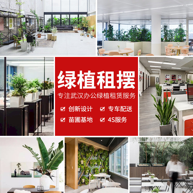 武汉同城租赁绿植盆栽上门养护办公室公司开业乔迁大型植物租摆
