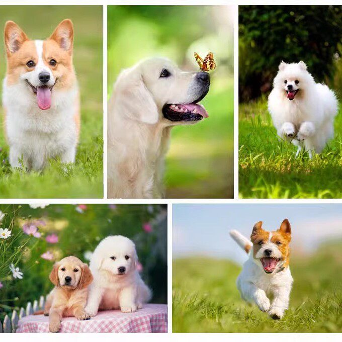 宠物店海报画金毛贵宾犬小狗狗柯基动物生肖属相图片不干胶贴纸