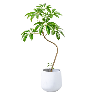 日本大叶伞保罗盆栽室内植物客厅大型落地绿植好养老桩一物一拍