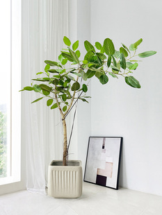 飘枝高山榕盆栽造型孟加拉榕绿植大型室内客厅植物榕树新居除甲醛