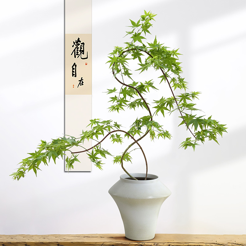 黄金流泉枫盆栽室内绿植桌面盆景禅意植物玄关造型书房茶桌新中式