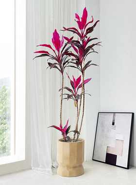 红叶朱蕉室内客厅大型绿植红色植物北欧办公室盆栽旺宅喜庆造型真