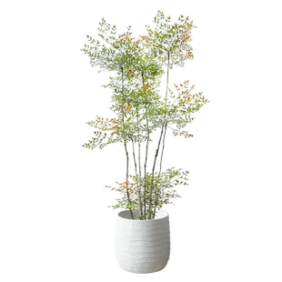 南天竹大型盆栽南天竺老桩绿植室内客厅植物禅意真树庭院造景日式