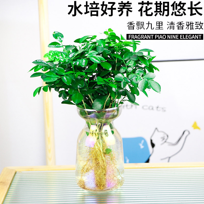 九里香盆栽室内水培千里眼浓香型四季常青办公室桌面植物绿植花卉