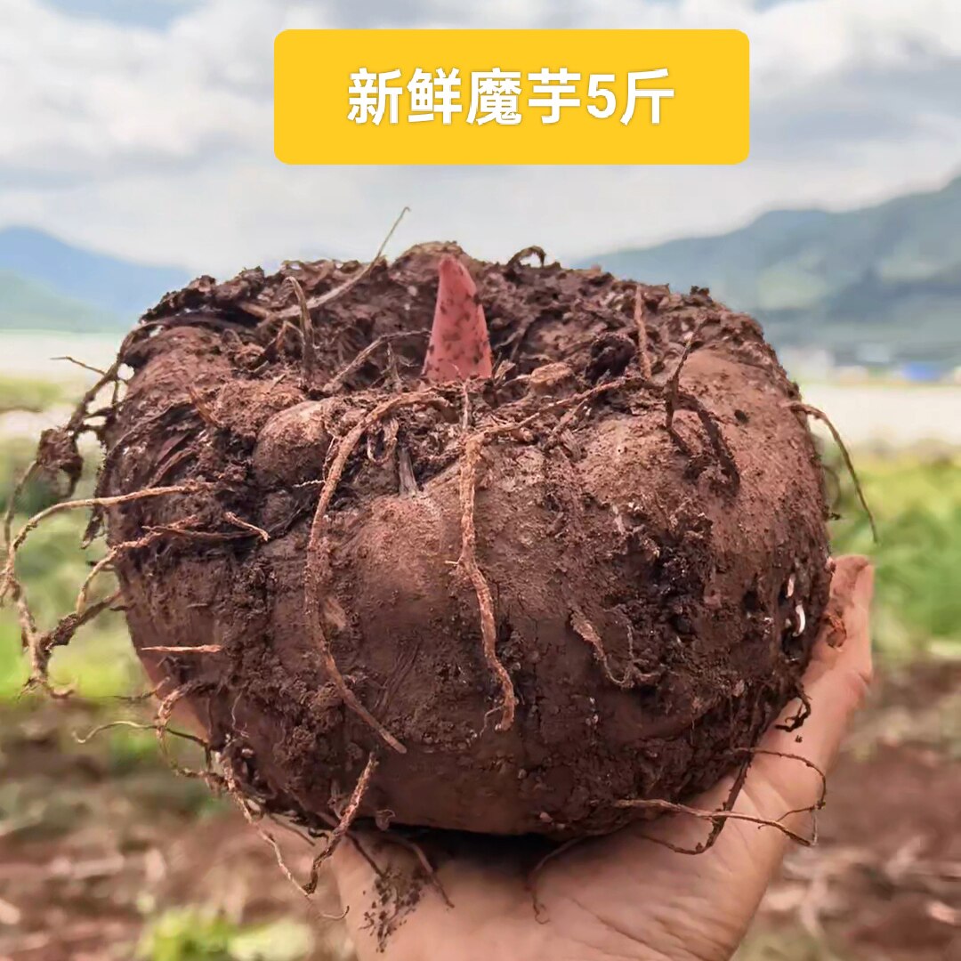 魔芋 生魔芋新鲜现挖现发灰菜魔芋豆腐原料云南特产包邮坏果包赔