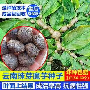 珠芽魔芋种子云南新品种高产叶面果黄魔芋种籽抗病性强高成活种球
