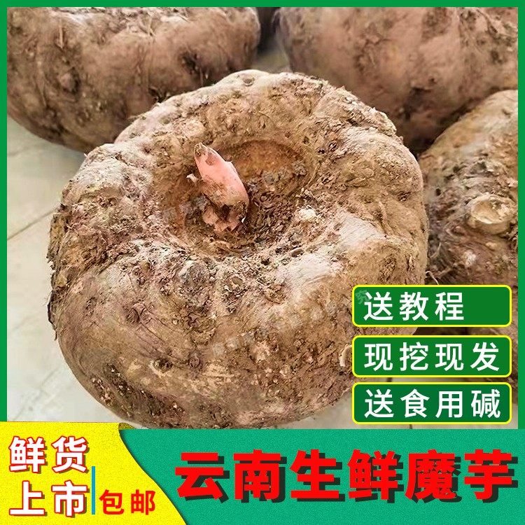 云南新鲜魔芋头个大生魔芋豆腐原料高山魔芋现挖现发包邮