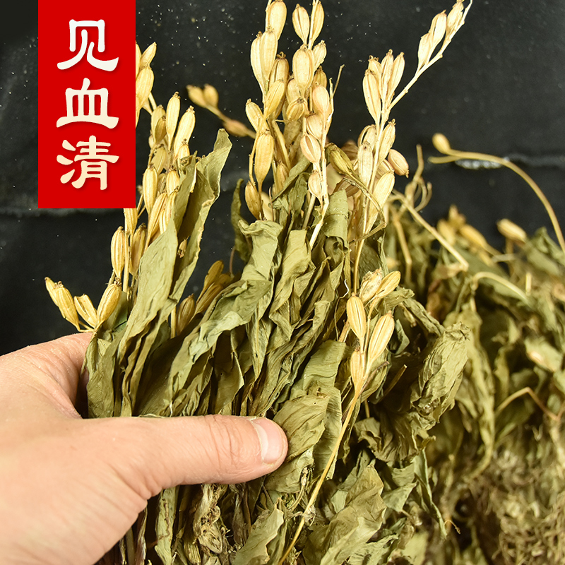 见血清草药中药材天然500g中草药新鲜干货整颗见血清苗羊耳蒜野生