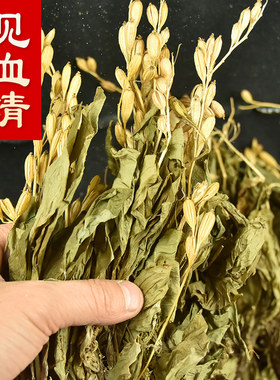 见血清草药中药材天然500g中草药新鲜干货整颗见血清苗羊耳蒜野生