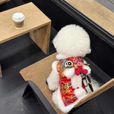 小狗的新年战袍啊啊姐妹们好可爱