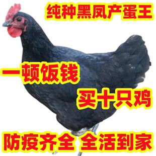 一斤半斤活体鸡苗高产蛋鸡麻羽绿壳蛋鸡脱温鸡苗绿壳蛋鸡小苗宠物