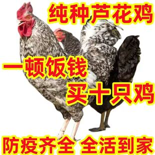 纯种汶上芦花鸡活苗五黑乌骨鸡活体农家散养土鸡脱温鸡半大鸡宠物